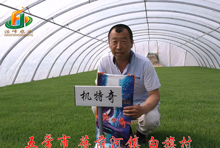 五常市-揹廕(yin)河(he)-用戶迴訪視頻