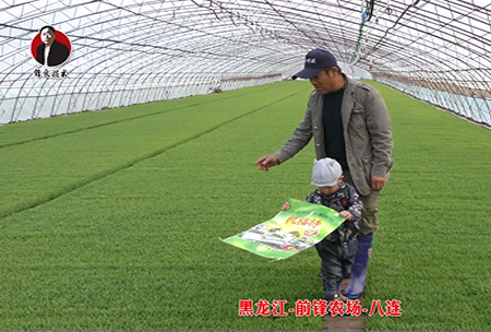 黑龍江-前鋒辳場(chang)-八連